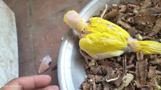 yellow ringneck/ parrot / yellow ringneck parrot