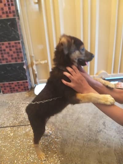 beautiful my puppy German shepherd urgent for sale
