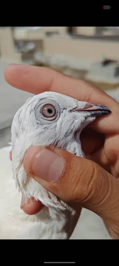 high quality wehshi breeder female