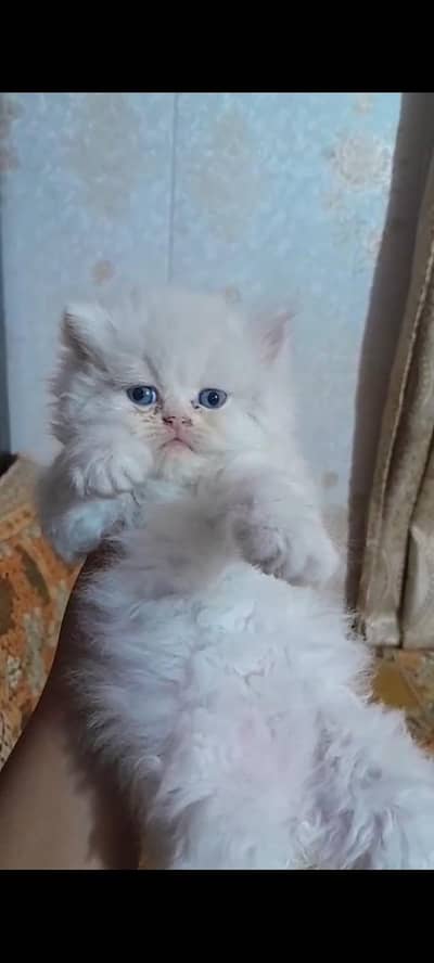 Punch face quality kitten for sale