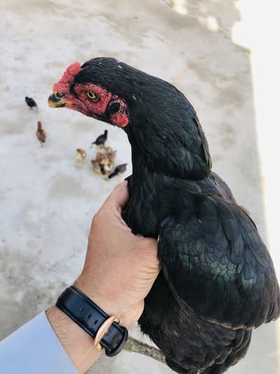 Mushki madi pure black