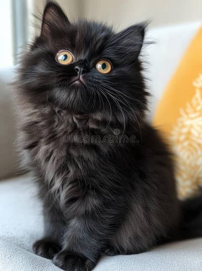Persian Black Cat  tripple cot with heavy furr