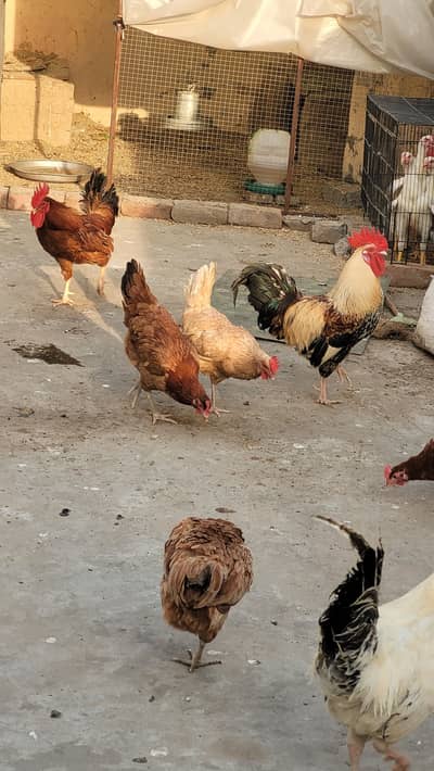 Golden Misri Desi Hens