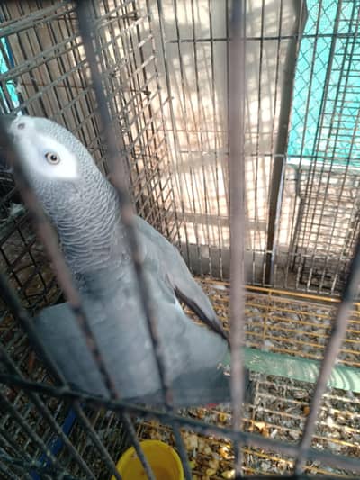grey parrot ND ringneck breeder pair