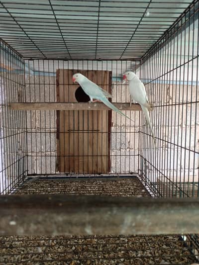 blue palled ringneck breeder pair