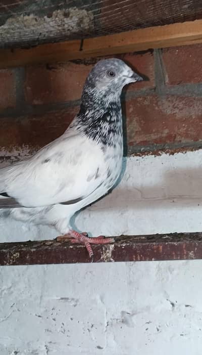Parvazi Pigeons For Sale Unchi ka Kabootar hay