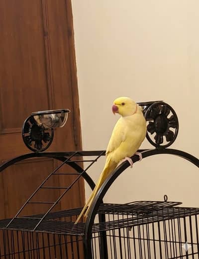 Tammed talking yellow ring neck