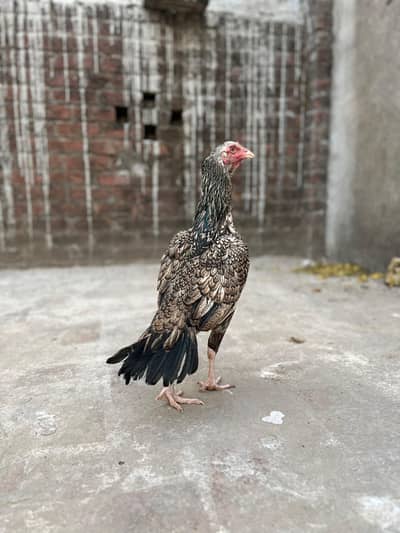 Mianwali aseel female