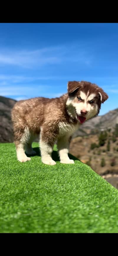 Siberian Husky Puppy Woolly Coat Imported Bloodline Husky Puppies