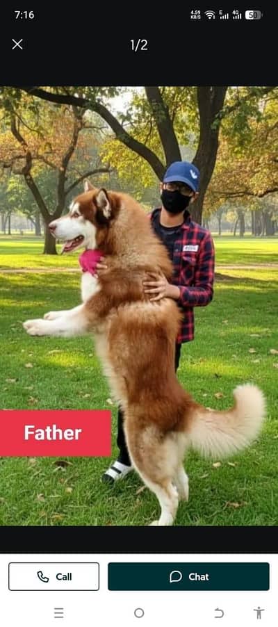 Siberian Husky Puppy Woolly Coat Imported Bloodline Husky Puppies