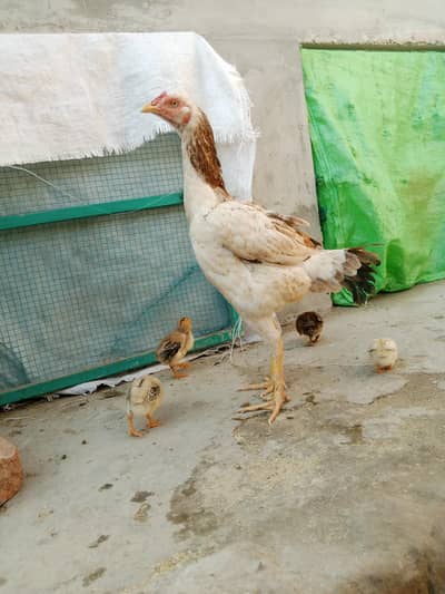 Aseel band gadi Murghi with 4 chick