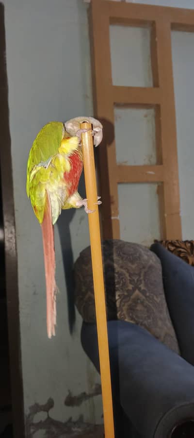 pineapple conure