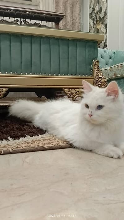 Persian cat neat and clean liter train. with liter try and cat house.