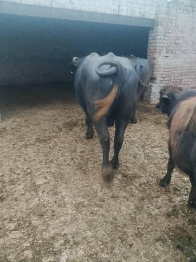 Male buffalo available for sale