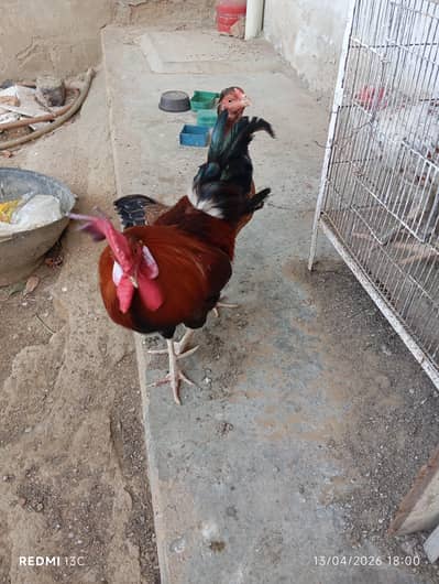 Hens and cocks for sale