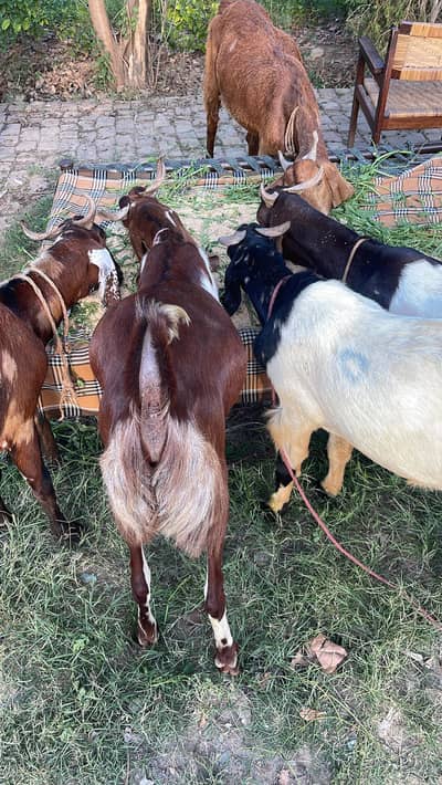 Goats | Bakra