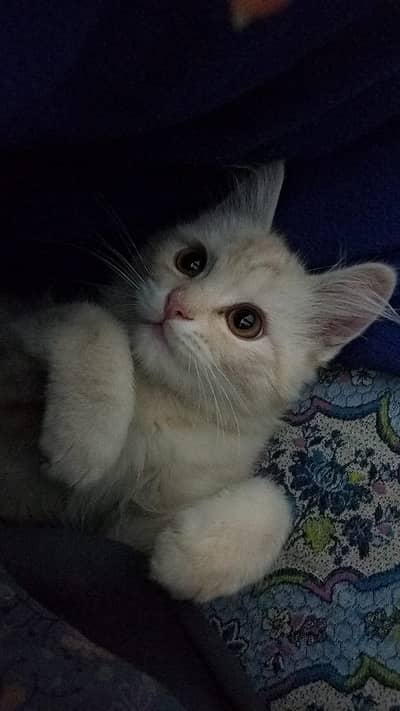 Beautiful loving cat