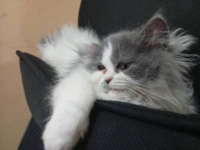 Persian kitten Double Coated