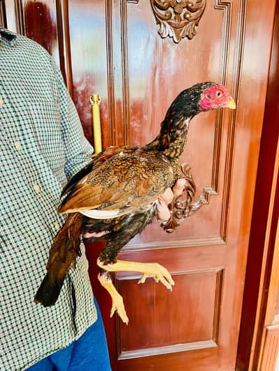 Aseel Peela Patha Homebreed