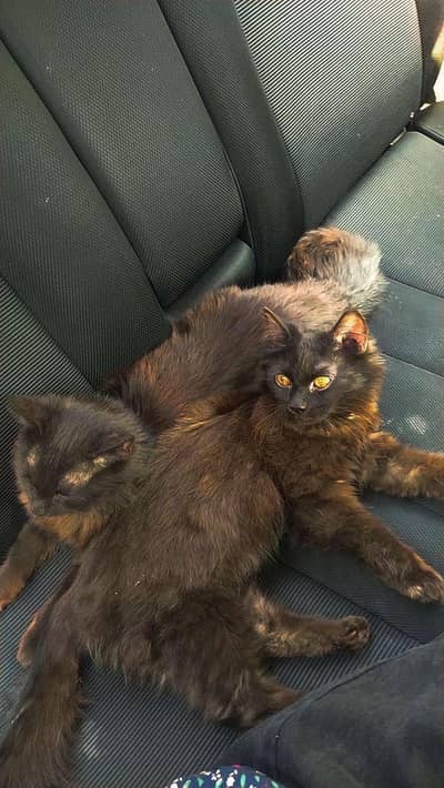 cats pair for sale in 4000