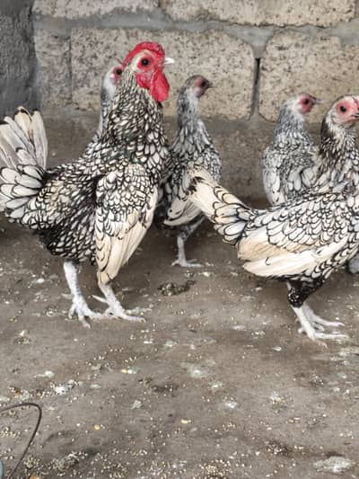 white Silky or silver spried