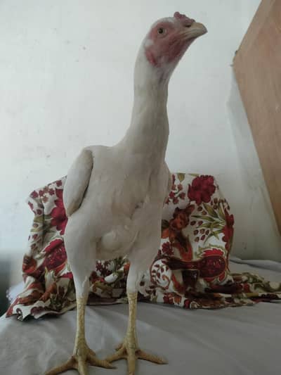 long hight ki madi hay Andy da Rahi hay