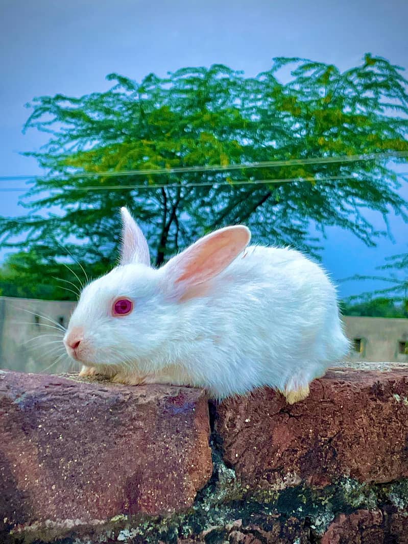 گیارہ  پیس خرگوش سیل کرنے ہیں 1