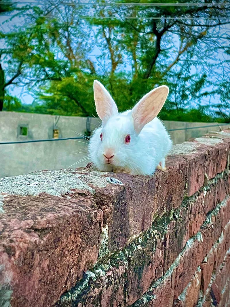 گیارہ  پیس خرگوش سیل کرنے ہیں 2