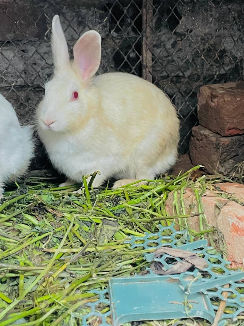 گیارہ  پیس خرگوش سیل کرنے ہیں 3