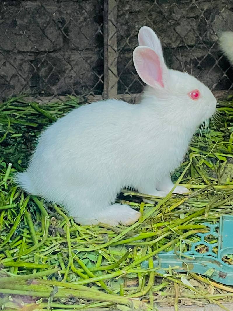 گیارہ  پیس خرگوش سیل کرنے ہیں 4