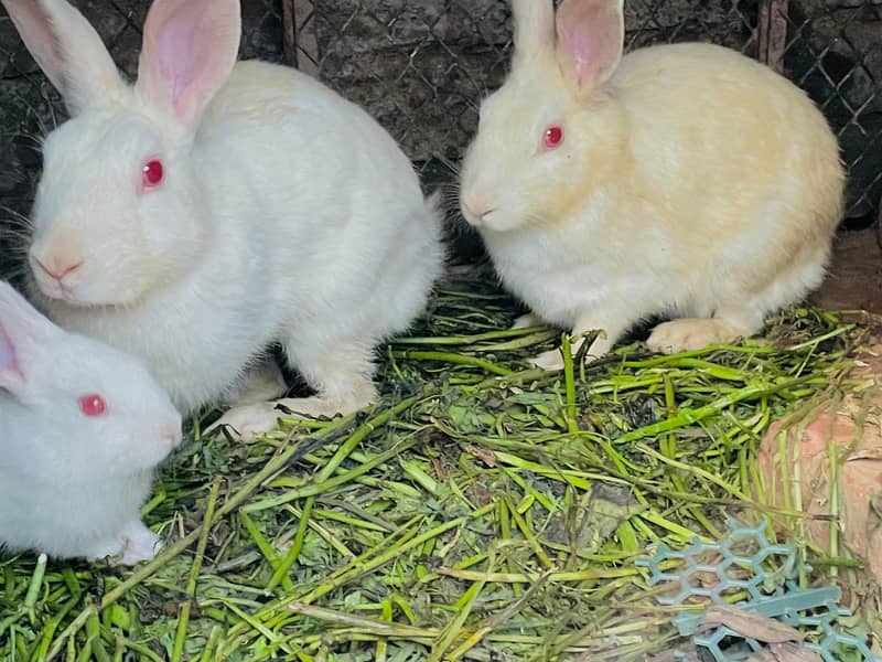 گیارہ  پیس خرگوش سیل کرنے ہیں 6