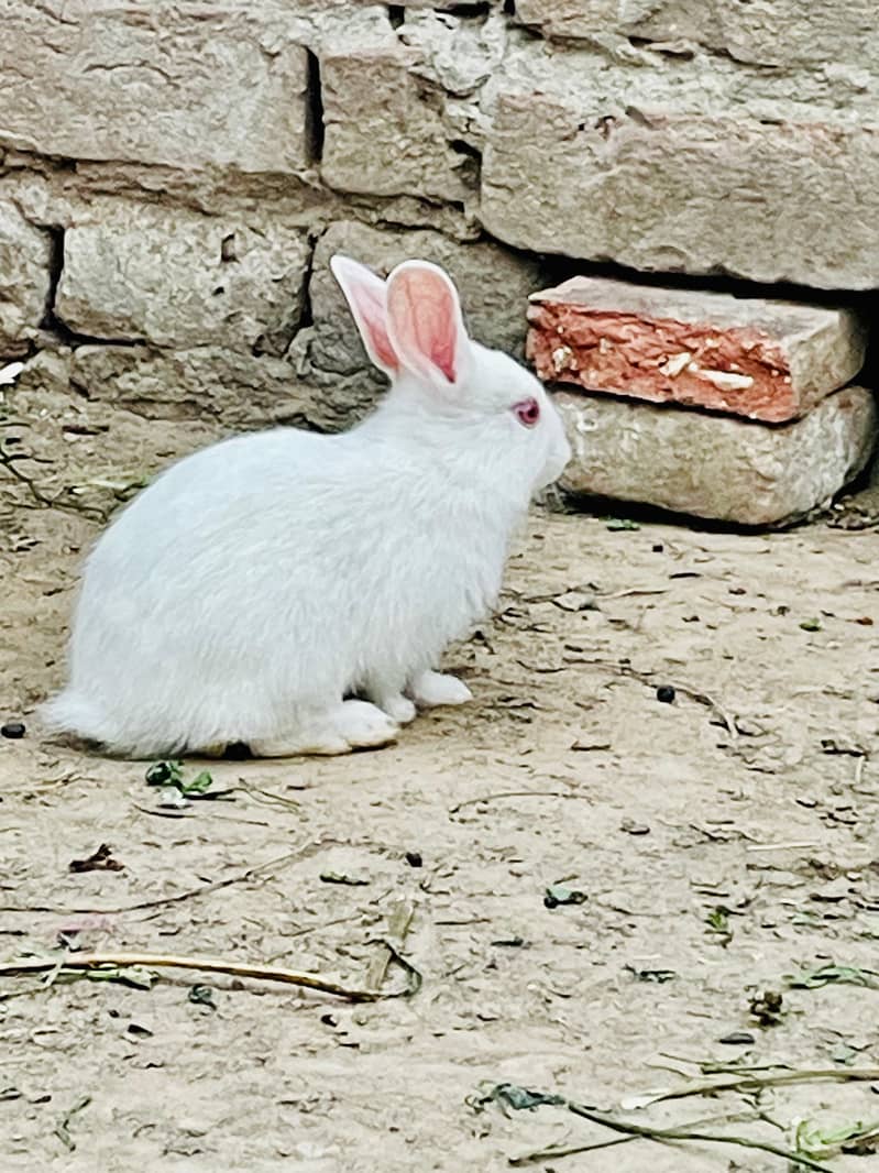 گیارہ  پیس خرگوش سیل کرنے ہیں 7