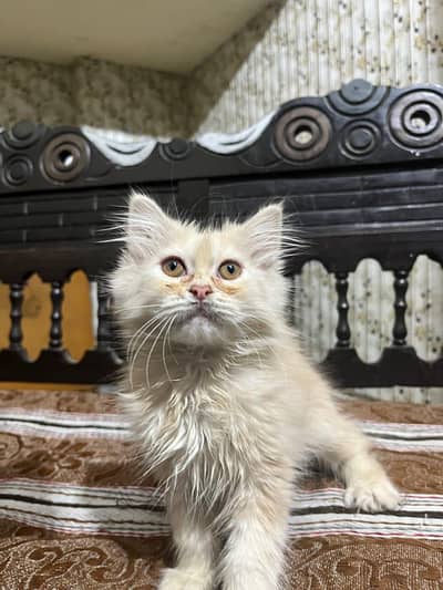 persian female kitten for sale
