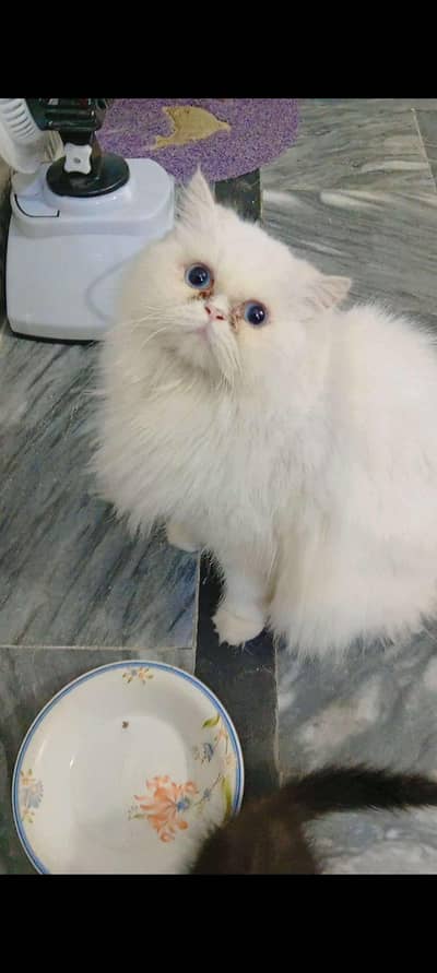 Persian Looking for a Home 