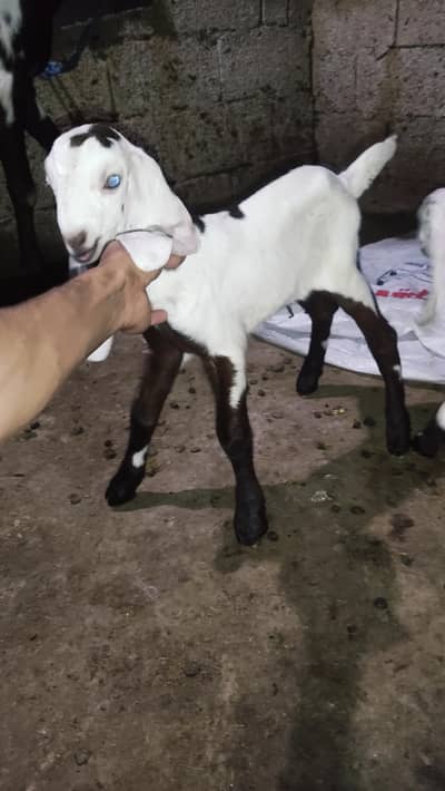 female ablak with two babies