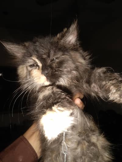 triple coated Persian female cat for sale