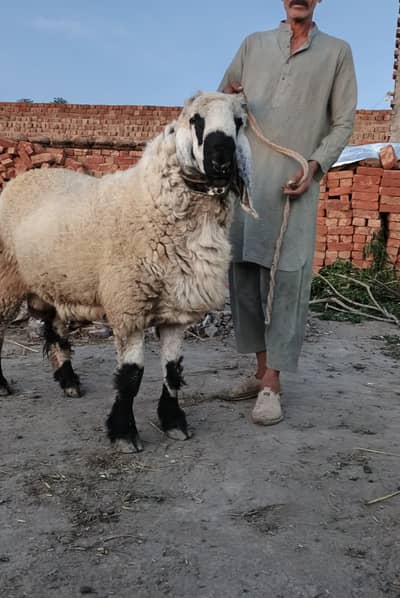 Sheep / chatra / bhed / Bakra / dumba 03134514159