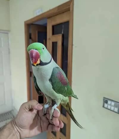 Kashmir Raw Parrot ful talking parrot face to face ful handtamed big
