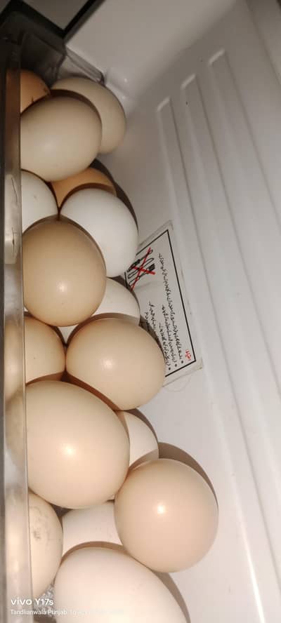 eggs for sale