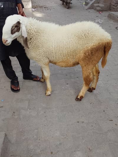 Abbas ali  . . . 03156298153