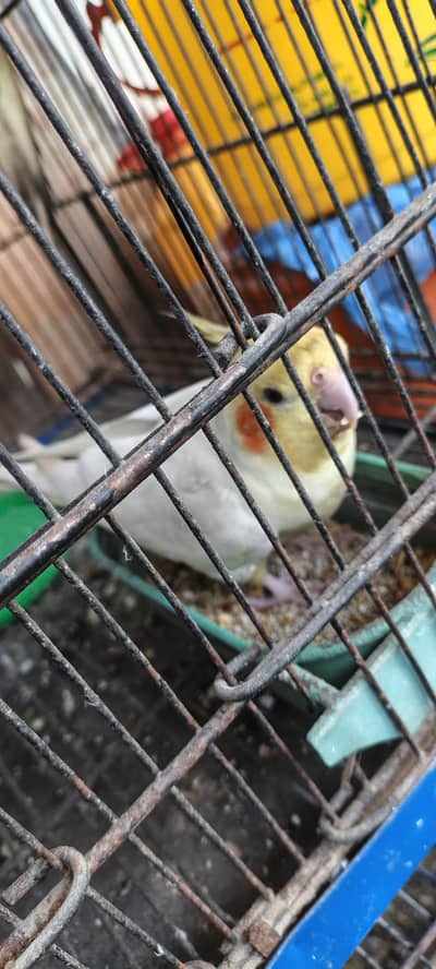 cockatiel pair for sale