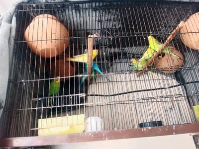 Australian Parrots with Pinjra