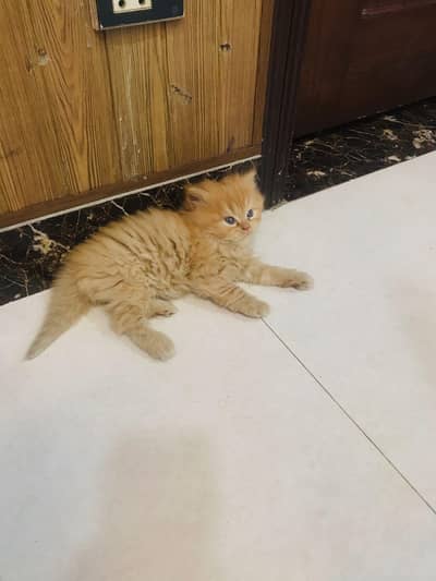 Tripple coated persian kittens