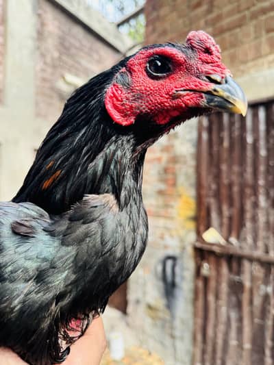 Trad pakoye make black eyed Thai aseel