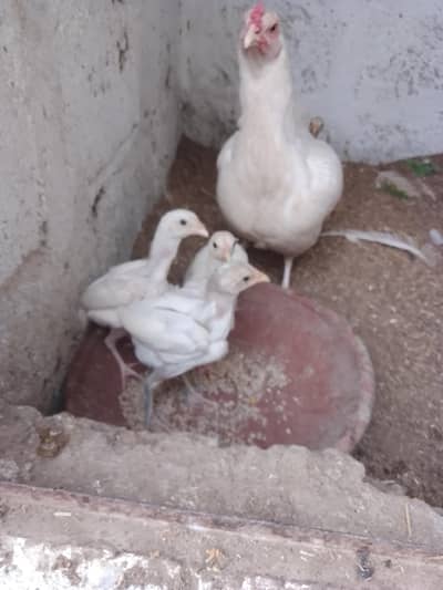 HEERA ASEEL CHICKS