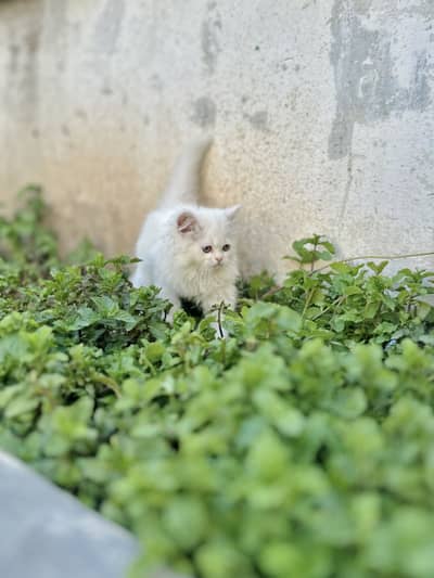 White persian cat