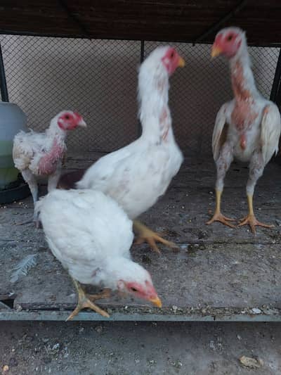 Paper white Heera Aseel