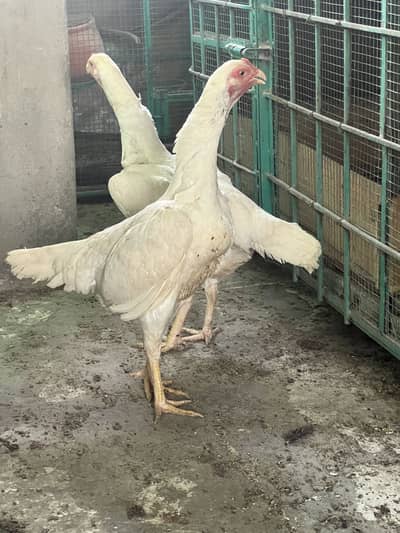 White Oh shamoo Trio