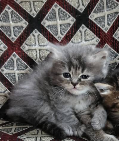 pershion kittens Sami Punch face