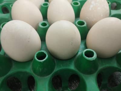 Heera aseel hen eggs